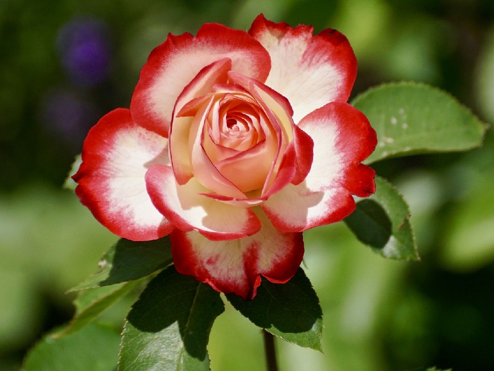 Róże wielkokwiatowe i zalety ich uprawy