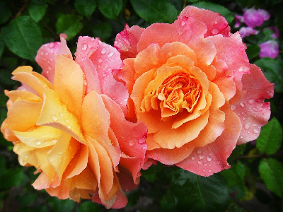Róże wielkokwiatowe i zalety ich uprawy